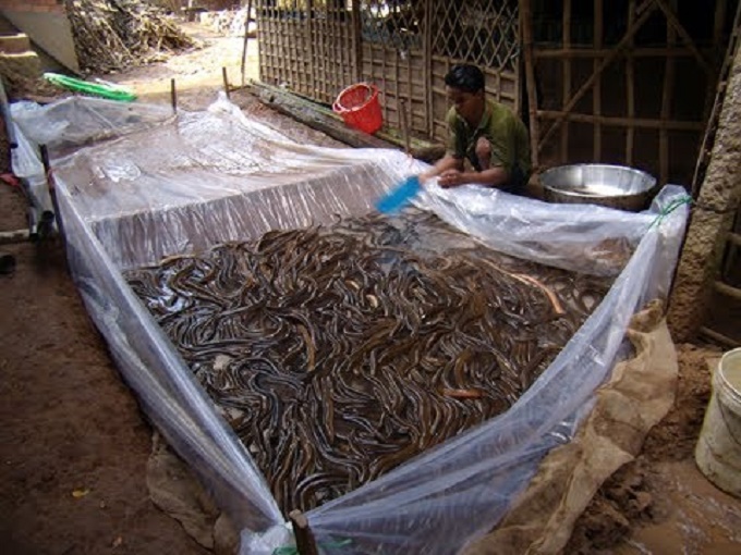 Kỹ thuật nuôi lươn không bùn trong bể xi măng đạt hiệu quả kinh tế cao