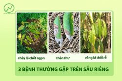 3 bệnh thường gặp trên cây sầu riêng