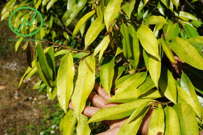 Bệnh vàng lá trên cây sầu riêng