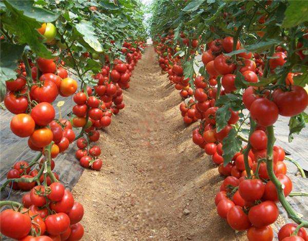 Kỹ thuật trồng cây cà chua từ A đến z : Công Nghệ Xanh Việt Nam