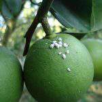 Phòng trị rệp sáp gây hại trên cây ăn trái