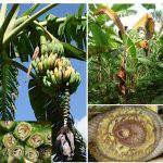 Bệnh vàng lá Panama trên cây chuối và giải pháp phòng ngừa