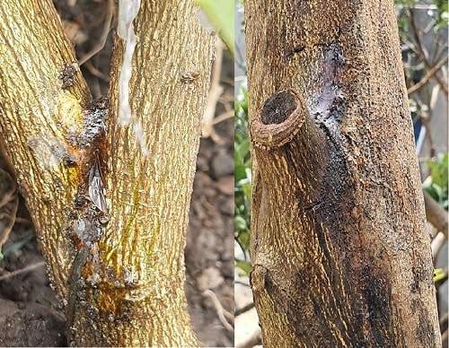 Nano bạc trị bệnh nứt thân xì mủ trên cây mít, cây sầu riêng và cây có múi