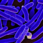 5 lý do nên kiểm soát sâu bệnh bằng vi sinh