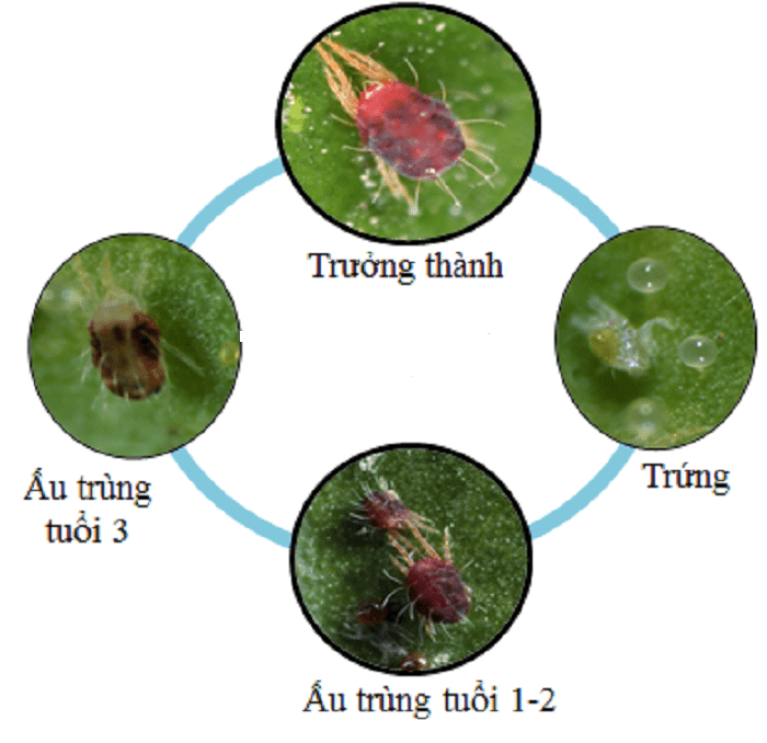 Nhện đỏ và biện pháp phòng trị nhện đỏ hại cây chanh - Công Nghệ Xanh Việt  Nam : Công Nghệ Xanh Việt Nam
