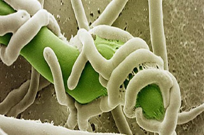 Hình dạng nấm trichoderma dưới kính hiển vi