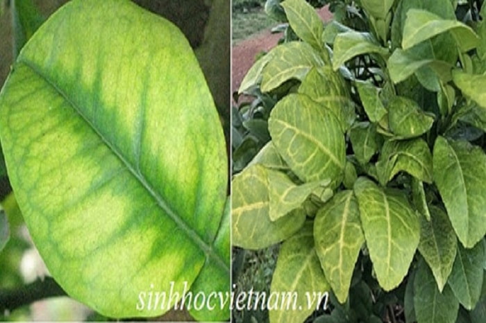 Lá vàng do thiếu dinh dưỡng và biểu hiện cây bị vàng lá do thối rễ (phải)