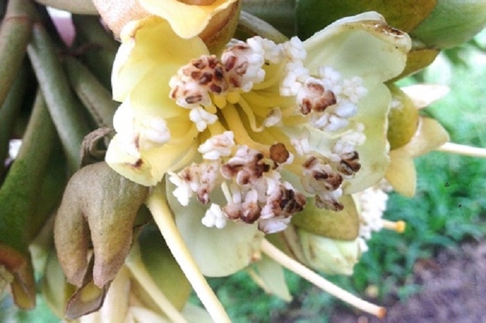 Triệu chứng bệnh thán thư gây hại hoa sầu riêng