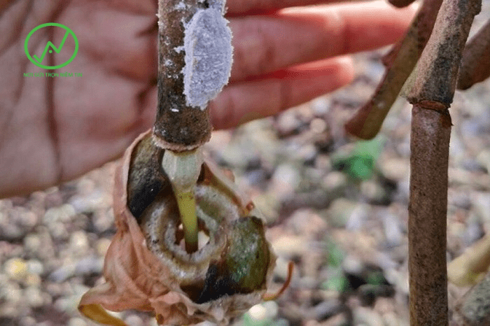 Hoa sầu riêng bị rệp sáp gây hại