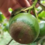 Đặc trị thối nhũn trái non trên cây có múi do nấm phytophthora gây ra