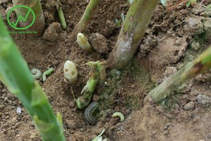 Măng tây bị sâu đất gây hại