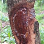 Đặc trị nứt thân xì mủ gây hại trên cây sầu riêng