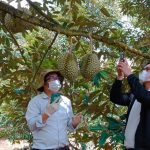 Vùng trồng sầu riêng Đắk Lắk được Hải quan Trung Quốc đánh giá cao