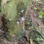 Cách xử lý và phòng ngừa cây chanh bị nứt thân xì mủ