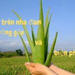 Sâu bệnh trên nha đam thường gặp và cách xử lý